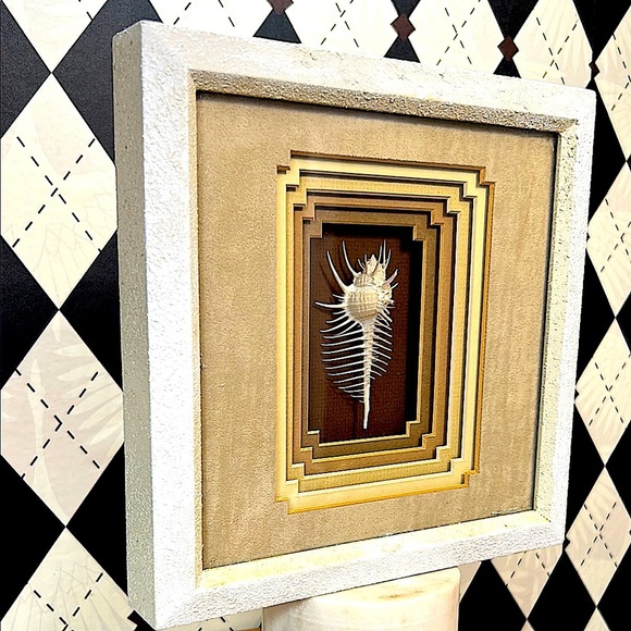 Other - Rare Venus Murex Shell in Tiered Shadow Box Frame - Real This is Not a Picture
